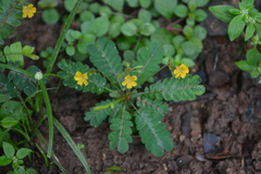 Biophytum reinwardtii